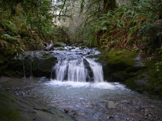 Cove Creek at Camp Myrtlewood